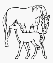 coloriage cheval et son poulain